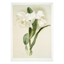 Plakat F. Sander Orchidea no 18. Reprodukcja