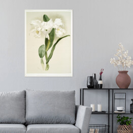 Plakat F. Sander Orchidea no 18. Reprodukcja