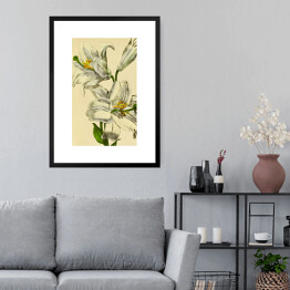 Obraz w ramie Lilia biała - roślinność na rycinach