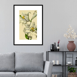Plakat w ramie Lilia biała - roślinność na rycinach