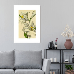 Plakat samoprzylepny Lilia biała - roślinność na rycinach