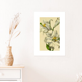 Plakat samoprzylepny Lilia biała - roślinność na rycinach