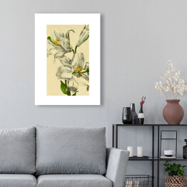 Obraz na płótnie Lilia biała - roślinność na rycinach
