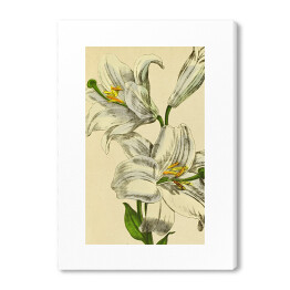 Lilia biała - roślinność na rycinach