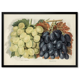 Obraz klasyczny Winogrona w stylu vintage poziom John Wright Reprodukcja