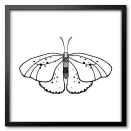 Obraz w ramie Jasny motyl z czarnymi i szarymi akcentami