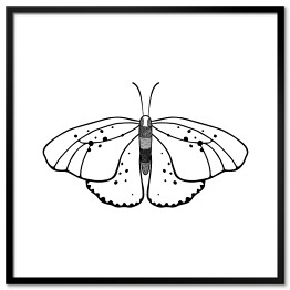 Plakat w ramie Jasny motyl z czarnymi i szarymi akcentami