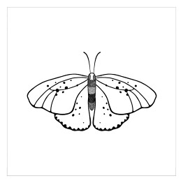 Plakat samoprzylepny Jasny motyl z czarnymi i szarymi akcentami
