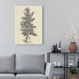 Obraz klasyczny Drzewko brzoskwiniowe vintage John Wright Reprodukcja