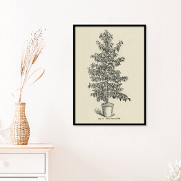 Plakat w ramie Drzewko brzoskwiniowe vintage John Wright Reprodukcja