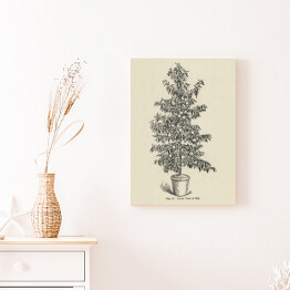 Obraz na płótnie Drzewko brzoskwiniowe vintage John Wright Reprodukcja