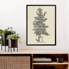 Obraz w ramie Drzewko brzoskwiniowe vintage John Wright Reprodukcja