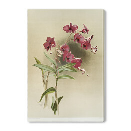 Obraz na płótnie F. Sander Orchidea no 29. Reprodukcja