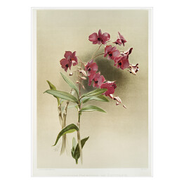 Plakat samoprzylepny F. Sander Orchidea no 29. Reprodukcja