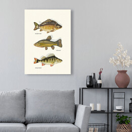 Obraz klasyczny Ryby - gatunki