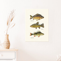 Plakat Ryby - gatunki