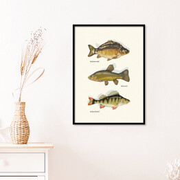 Plakat w ramie Ryby - gatunki