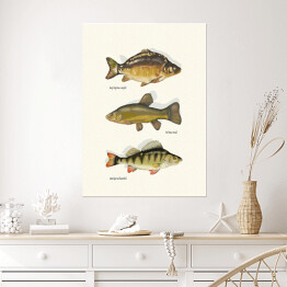 Plakat Ryby - gatunki