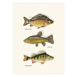 Plakat samoprzylepny Ryby - gatunki