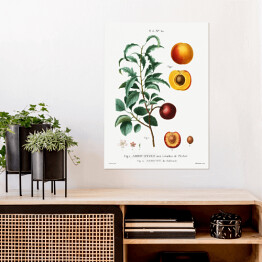 Plakat samoprzylepny Pierre Joseph Redouté. Morele owoce i kwiaty - reprodukcja