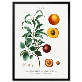Plakat w ramie Pierre Joseph Redouté. Morele owoce i kwiaty - reprodukcja