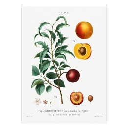 Plakat Pierre Joseph Redouté. Morele owoce i kwiaty - reprodukcja