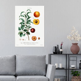 Plakat samoprzylepny Pierre Joseph Redouté. Morele owoce i kwiaty - reprodukcja
