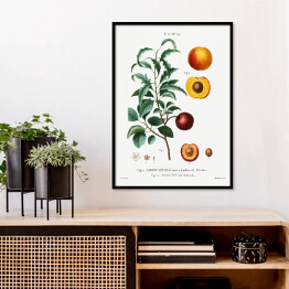 Plakat w ramie Pierre Joseph Redouté. Morele owoce i kwiaty - reprodukcja