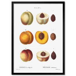 Plakat w ramie Pierre Joseph Redouté. Brzoskwinie owoce - reprodukcja