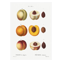 Plakat samoprzylepny Pierre Joseph Redouté. Brzoskwinie owoce - reprodukcja