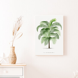 Obraz na płótnie Drzewo palma w stylu vintage reprodukcja 