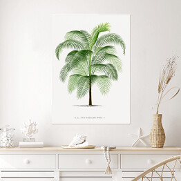 Plakat samoprzylepny Drzewo palma w stylu vintage reprodukcja 