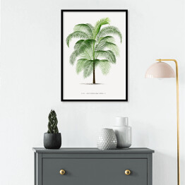 Plakat w ramie Drzewo palma w stylu vintage reprodukcja 