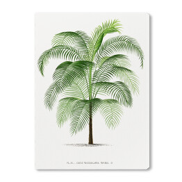 Obraz na płótnie Drzewo palma w stylu vintage reprodukcja 