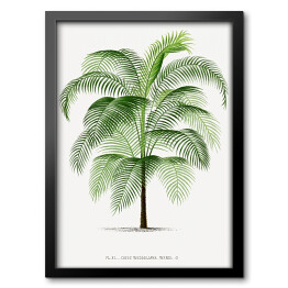 Obraz w ramie Drzewo palma w stylu vintage reprodukcja 