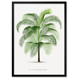 Plakat w ramie Drzewo palma w stylu vintage reprodukcja 