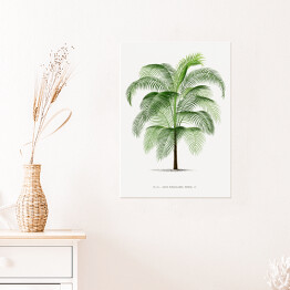 Plakat samoprzylepny Drzewo palma w stylu vintage reprodukcja 
