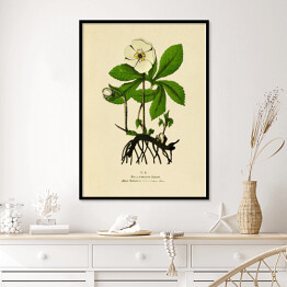 Plakat w ramie Ciemiernik biały - ryciny botaniczne
