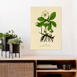 Plakat Ciemiernik biały - ryciny botaniczne