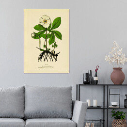 Plakat samoprzylepny Ciemiernik biały - ryciny botaniczne
