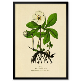 Plakat w ramie Ciemiernik biały - ryciny botaniczne