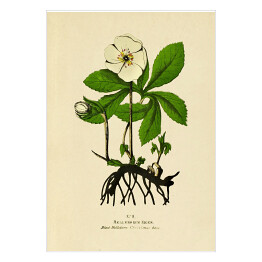 Plakat samoprzylepny Ciemiernik biały - ryciny botaniczne