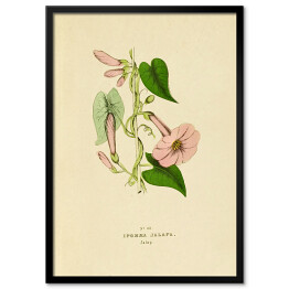 Obraz klasyczny Wilec przeczyszczający - ryciny botaniczne