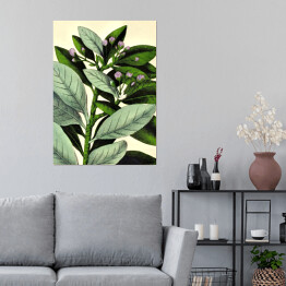 Plakat samoprzylepny Canelo - ryciny botaniczne