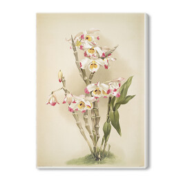 Obraz na płótnie F. Sander Orchidea no 30. Reprodukcja