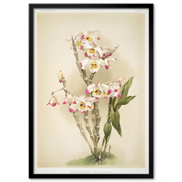 Plakat w ramie F. Sander Orchidea no 30. Reprodukcja