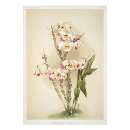 Plakat F. Sander Orchidea no 30. Reprodukcja