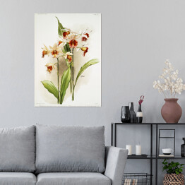Plakat samoprzylepny F. Sander Orchidea no 36. Reprodukcja