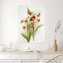 Plakat F. Sander Orchidea no 36. Reprodukcja