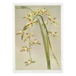 Plakat F. Sander Orchidea no 24. Reprodukcja